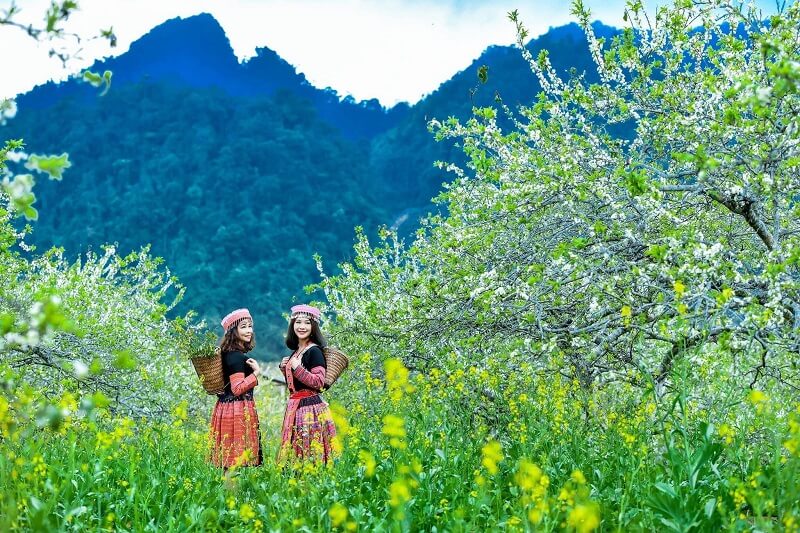 Mai Châu mùa hoa mận Mai Châu mùa hoa mận