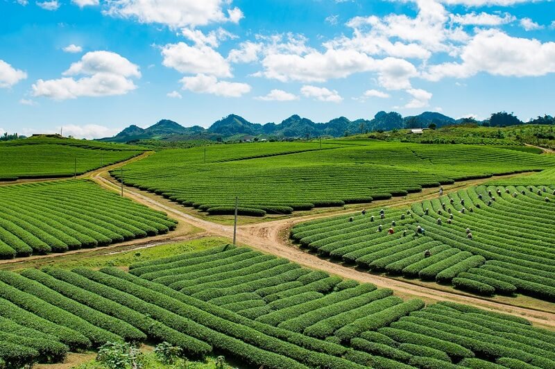Mộc Châu với những đồi chè ngút ngàn Mộc Châu với những đồi chè ngút ngàn