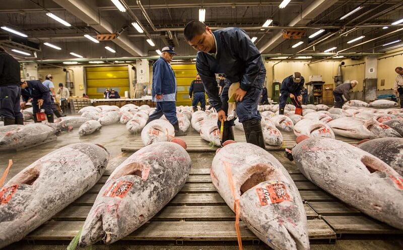 Chợ Tsukiji Chợ Tsukiji