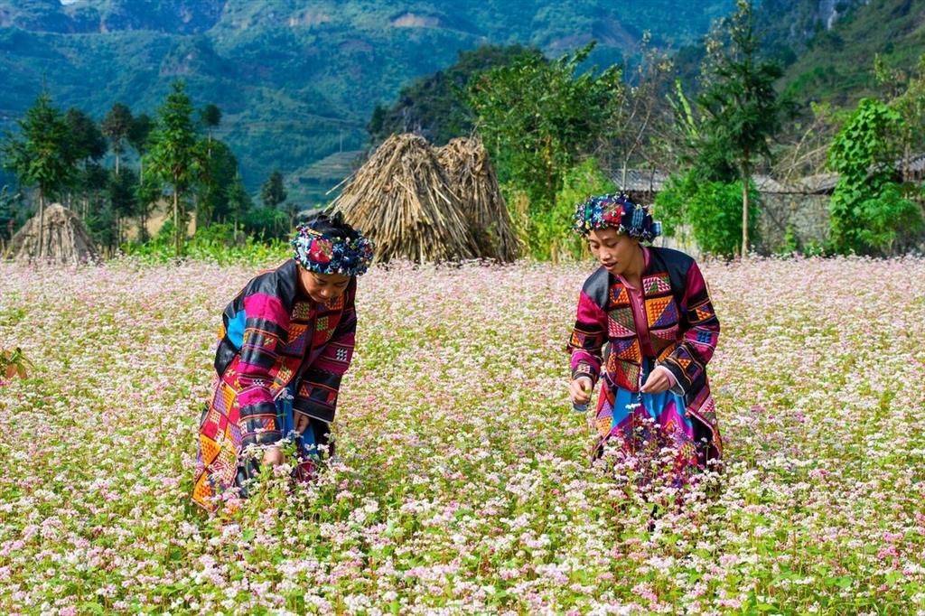Hà Giang tháng 11 phủ hồng sắc tam giác mạch Hà Giang tháng 11 phủ hồng sắc tam giác mạch