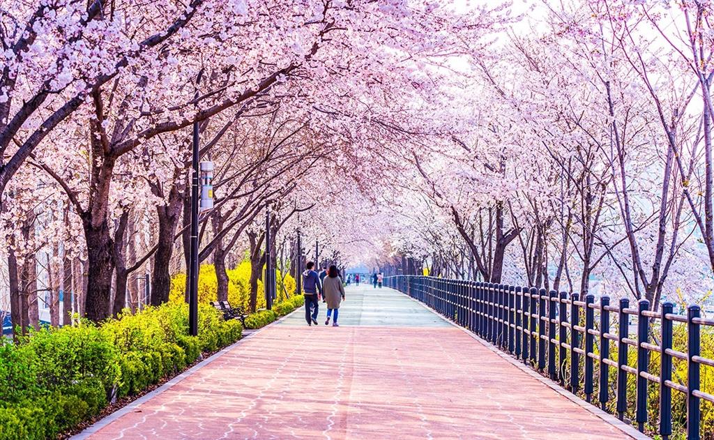 Hoa anh đào nở rộ khắp các con đường tại Hàn Quốc Hoa anh đào nở rộ khắp các con đường tại Hàn Quốc