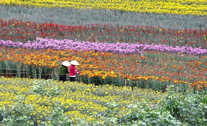 Làng hoa tại Hà Nội Làng hoa tại Hà Nội