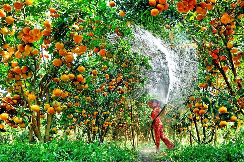 Miền Tây nổi tiếng với những vườn trái cây chín mọng Miền Tây nổi tiếng với những vườn trái cây chín mọng