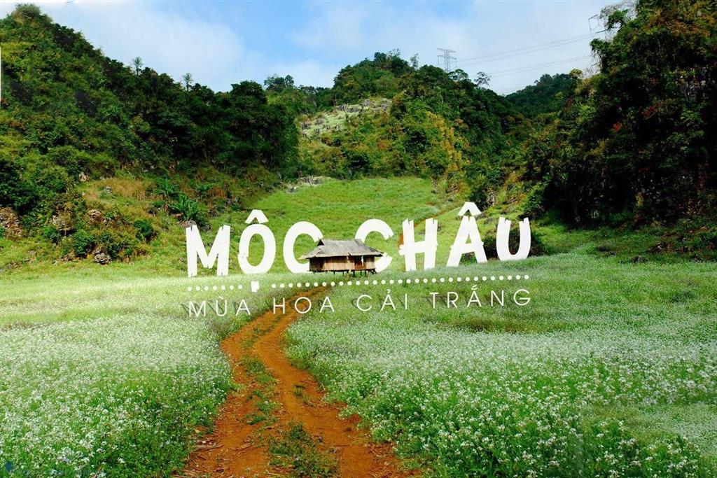 Mộc Châu mùa hoa cải trắng Mộc Châu mùa hoa cải trắng