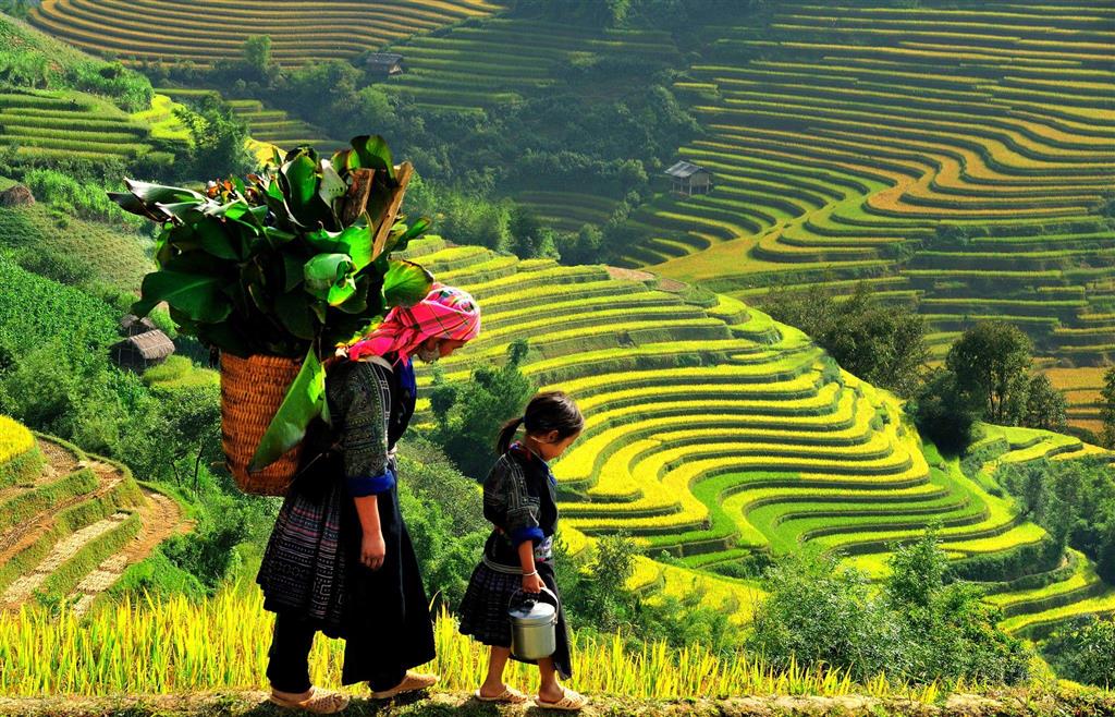 Sapa với những thửa ruộng bậc thang khiến du khách trầm trồ Sapa với những thửa ruộng bậc thang khiến du khách trầm trồ
