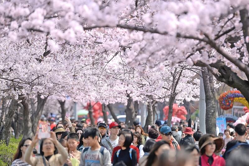 Công viên Incheon là nơi lý tưởng để ngắm hoa anh đào
