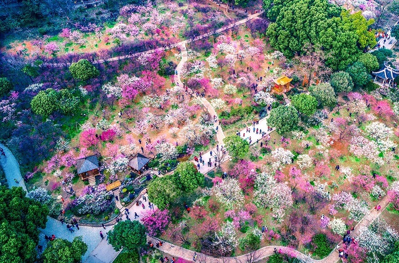 Mùa hoa anh đào nở rộ tại Seoul Mùa hoa anh đào nở rộ tại Seoul