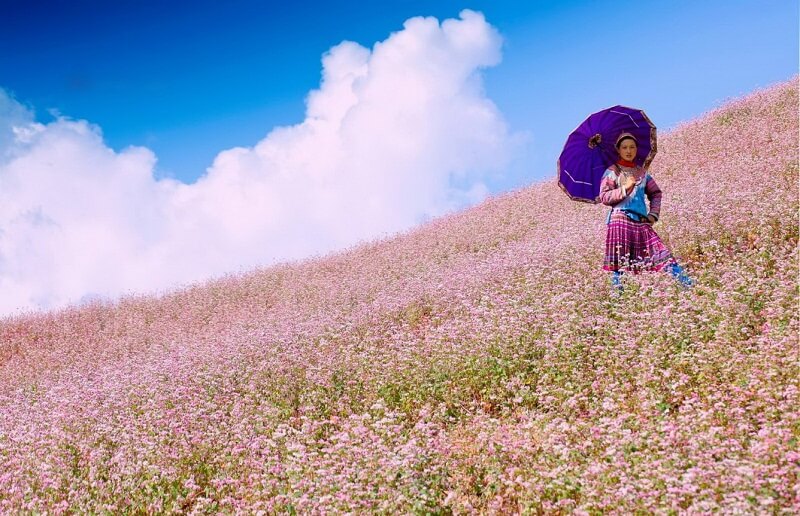 Hoa tam giác mạch tại Hà Giang