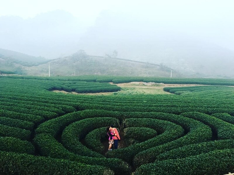 Đồi chè trái tim tại Mộc Châu