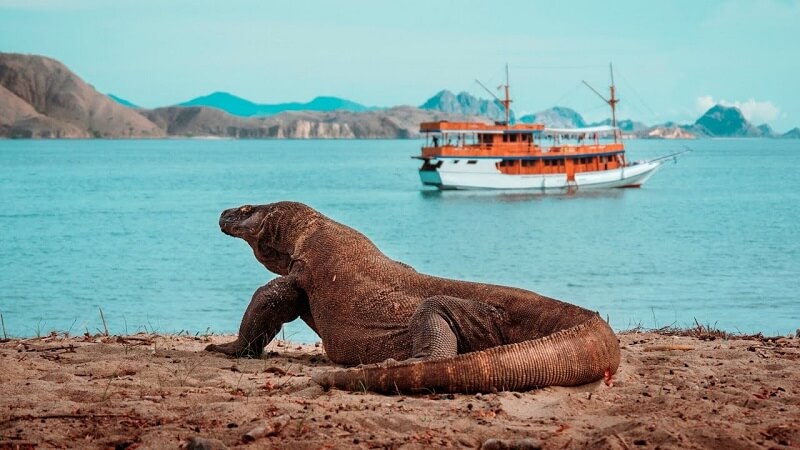 Rồng Komodo là loài vật khá hiền lành